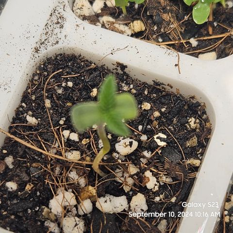 PPP 9 # Hammer growlog timeline photo