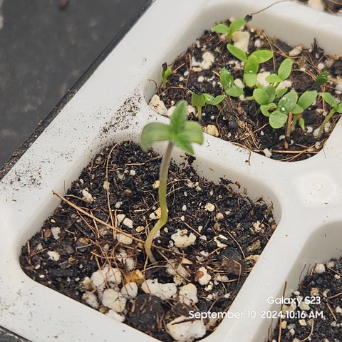PPP 9 # Hammer growlog timeline photo