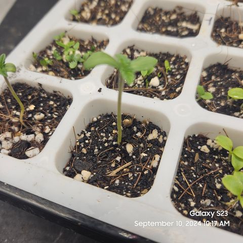 Seedsman Gorilla Gas F1 Fast growlog timeline photo