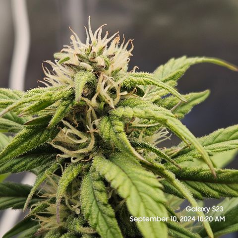Seed The Change #2 growlog timeline photo