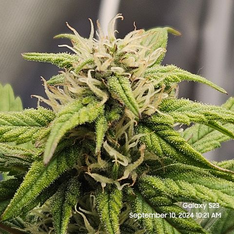 Seed The Change #2 growlog timeline photo