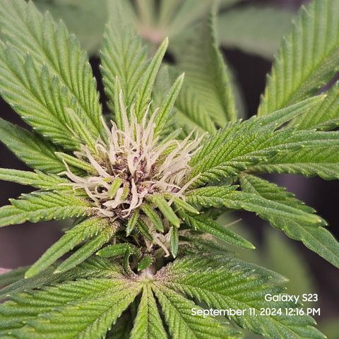 Loonatixz Testers #2 MN MILF growlog timeline photo