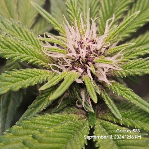 Loonatixz Testers #2 MN MILF growlog timeline photo