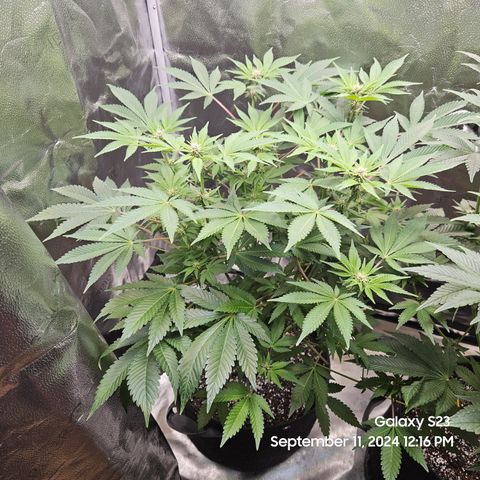 Loonatixz Testers #2 MN MILF growlog timeline photo