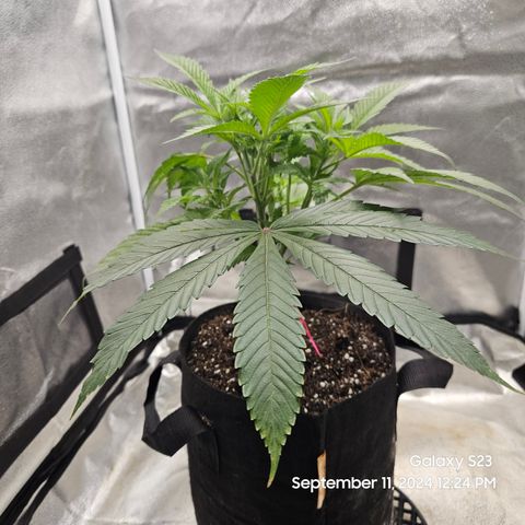 Logi Bloom Monkey Punch growlog timeline photo