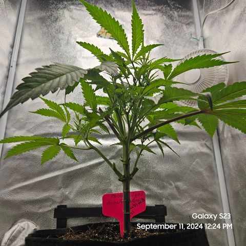 Logi Bloom Monkey Punch growlog timeline photo