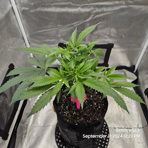 Logi Bloom Monkey Punch growlog timeline photo