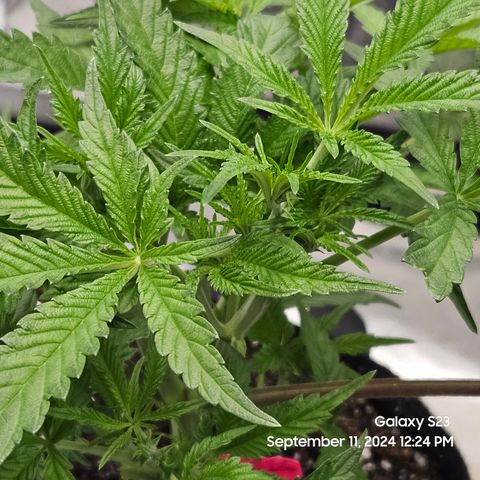 Logi Bloom Monkey Punch growlog timeline photo