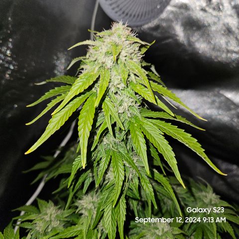 Double Berry Jack Autos x2 growlog timeline photo