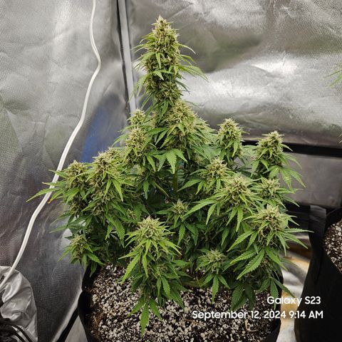 Double Berry Jack Autos x2 growlog timeline photo