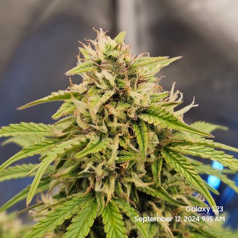 Double Berry Jack Autos x2 growlog timeline photo