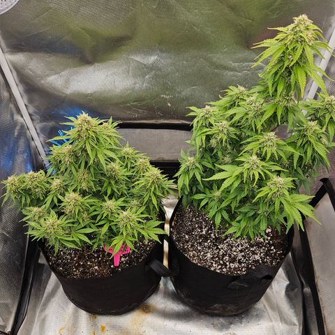 Double Berry Jack Autos x2 growlog timeline photo