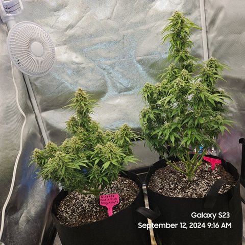 Double Berry Jack Autos x2 growlog timeline photo