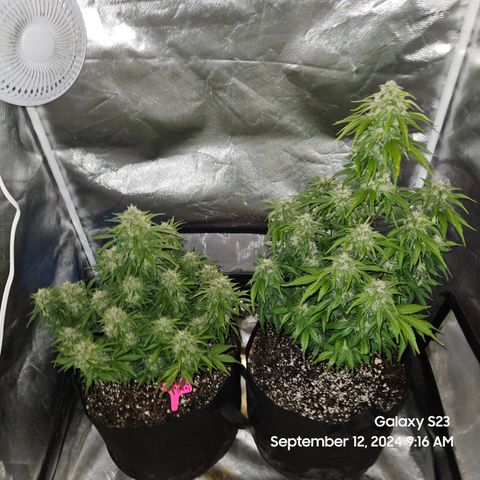 Double Berry Jack Autos x2 growlog timeline photo