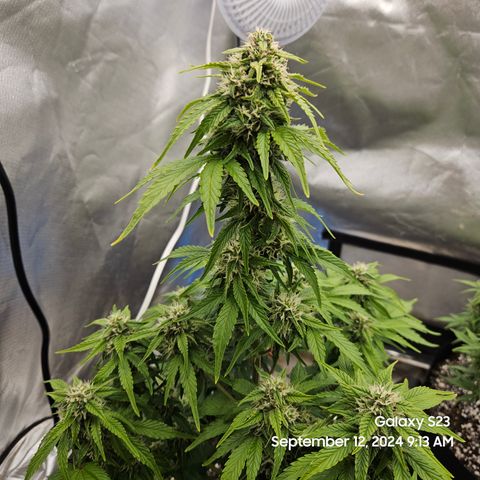 Double Berry Jack Autos x2 growlog timeline photo