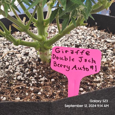 Double Berry Jack Autos x2 growlog timeline photo