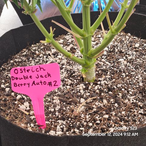 Double Berry Jack Autos x2 growlog timeline photo