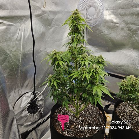 Double Berry Jack Autos x2 growlog timeline photo