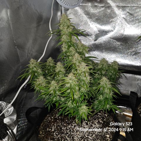 Double Berry Jack Autos x2 growlog timeline photo