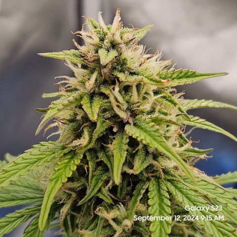 Double Berry Jack Autos x2 growlog timeline photo