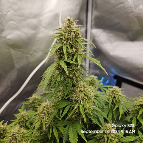 Double Berry Jack Autos x2 growlog timeline photo