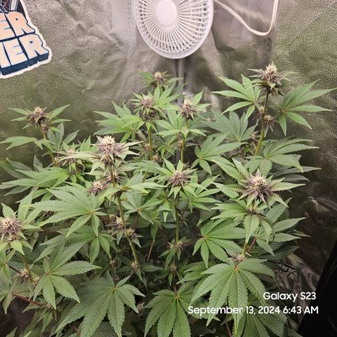 Loonatixz Testers  Cherry Kola growlog timeline photo
