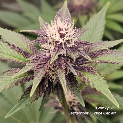 Loonatixz Testers  Cherry Kola growlog timeline photo