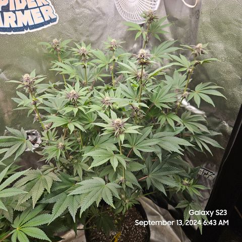 Loonatixz Testers  Cherry Kola growlog timeline photo