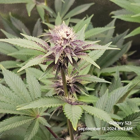 Loonatixz Testers  Cherry Kola growlog timeline photo