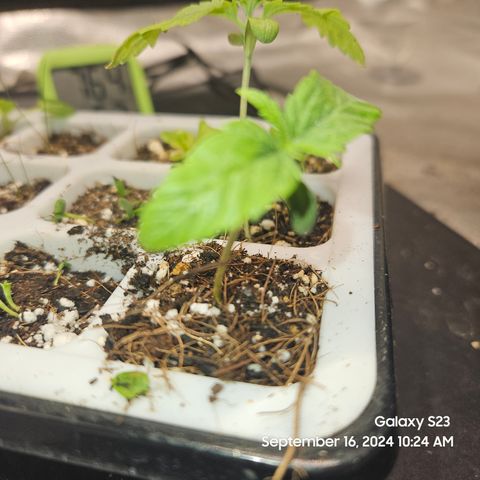 PPP 9 # Hammer growlog timeline photo
