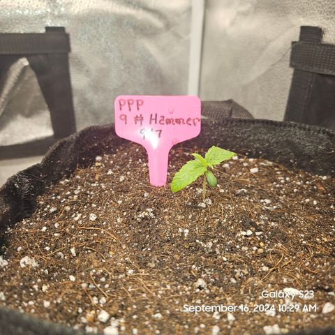 PPP 9 # Hammer growlog timeline photo