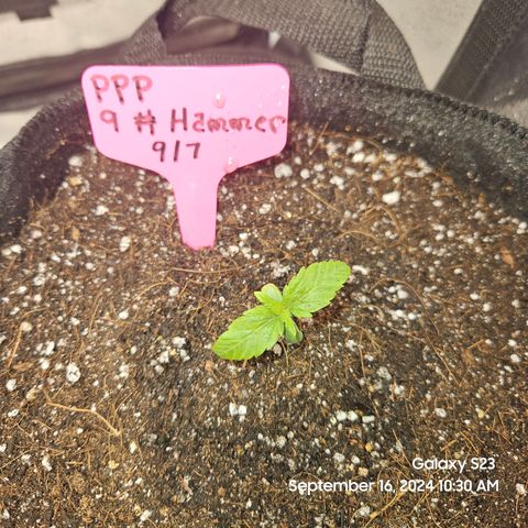 PPP 9 # Hammer growlog timeline photo