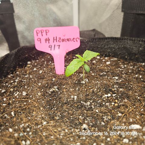 PPP 9 # Hammer growlog timeline photo