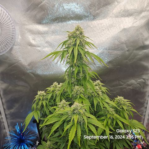 Double Berry Jack Autos x2 growlog timeline photo
