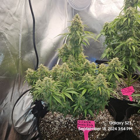 Double Berry Jack Autos x2 growlog timeline photo