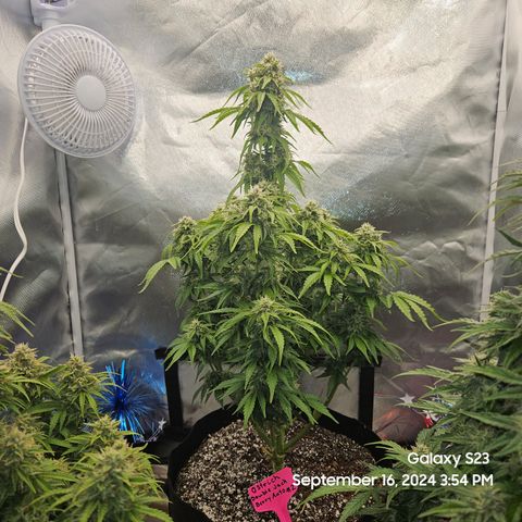 Double Berry Jack Autos x2 growlog timeline photo
