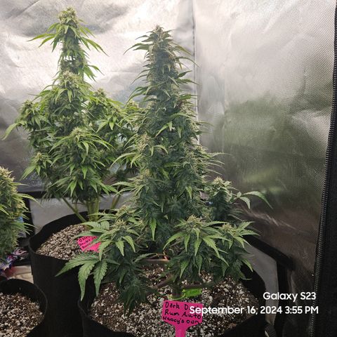 Seed The Change #2 growlog timeline photo