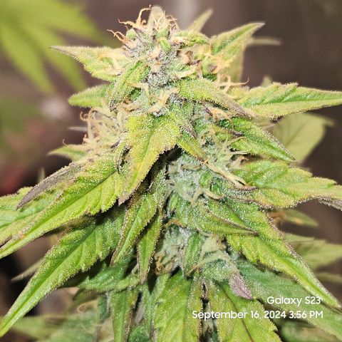 Seed The Change #2 growlog timeline photo