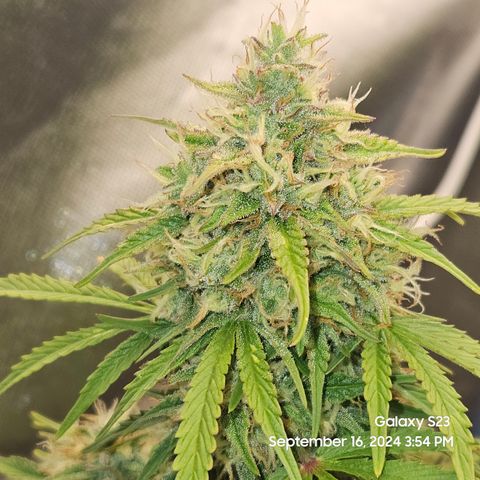 Double Berry Jack Autos x2 growlog timeline photo