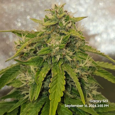 Double Berry Jack Autos x2 growlog timeline photo