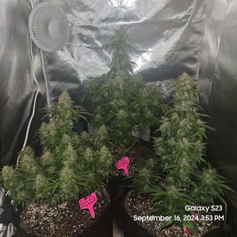 Double Berry Jack Autos x2 growlog timeline photo