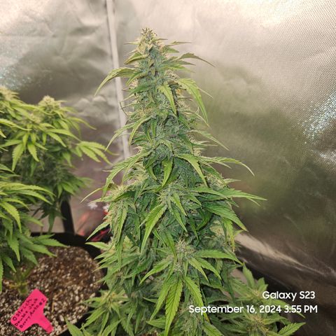 Seed The Change #2 growlog timeline photo