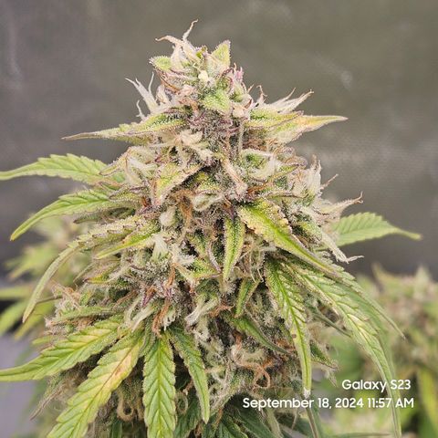 Double Berry Jack Autos x2 growlog timeline photo