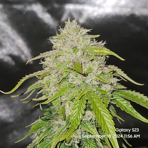 Double Berry Jack Autos x2 growlog timeline photo