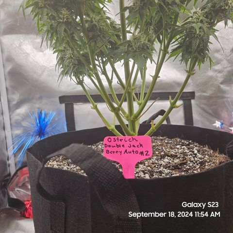 Double Berry Jack Autos x2 growlog timeline photo