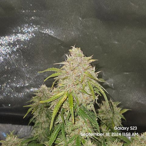 Double Berry Jack Autos x2 growlog timeline photo