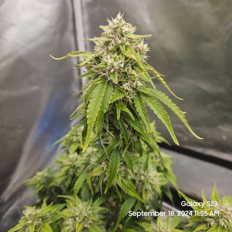 Double Berry Jack Autos x2 growlog timeline photo