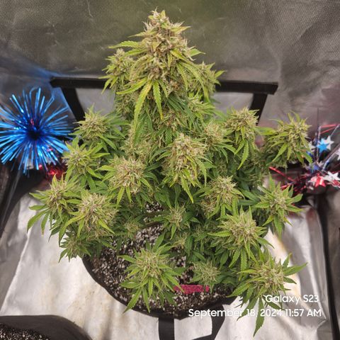 Double Berry Jack Autos x2 growlog timeline photo