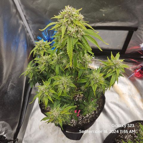 Double Berry Jack Autos x2 growlog timeline photo