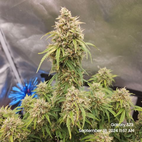 Double Berry Jack Autos x2 growlog timeline photo
